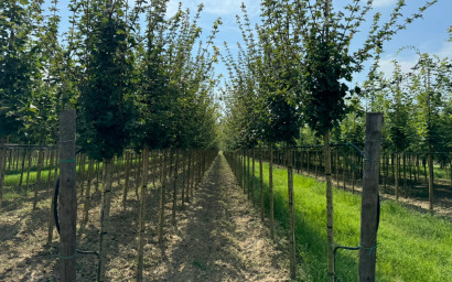 acer campestre "elegant"